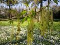 Acer negundo